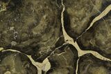 Polished Stromatolite (Boxonia) From Australia - Million Years #129142-1